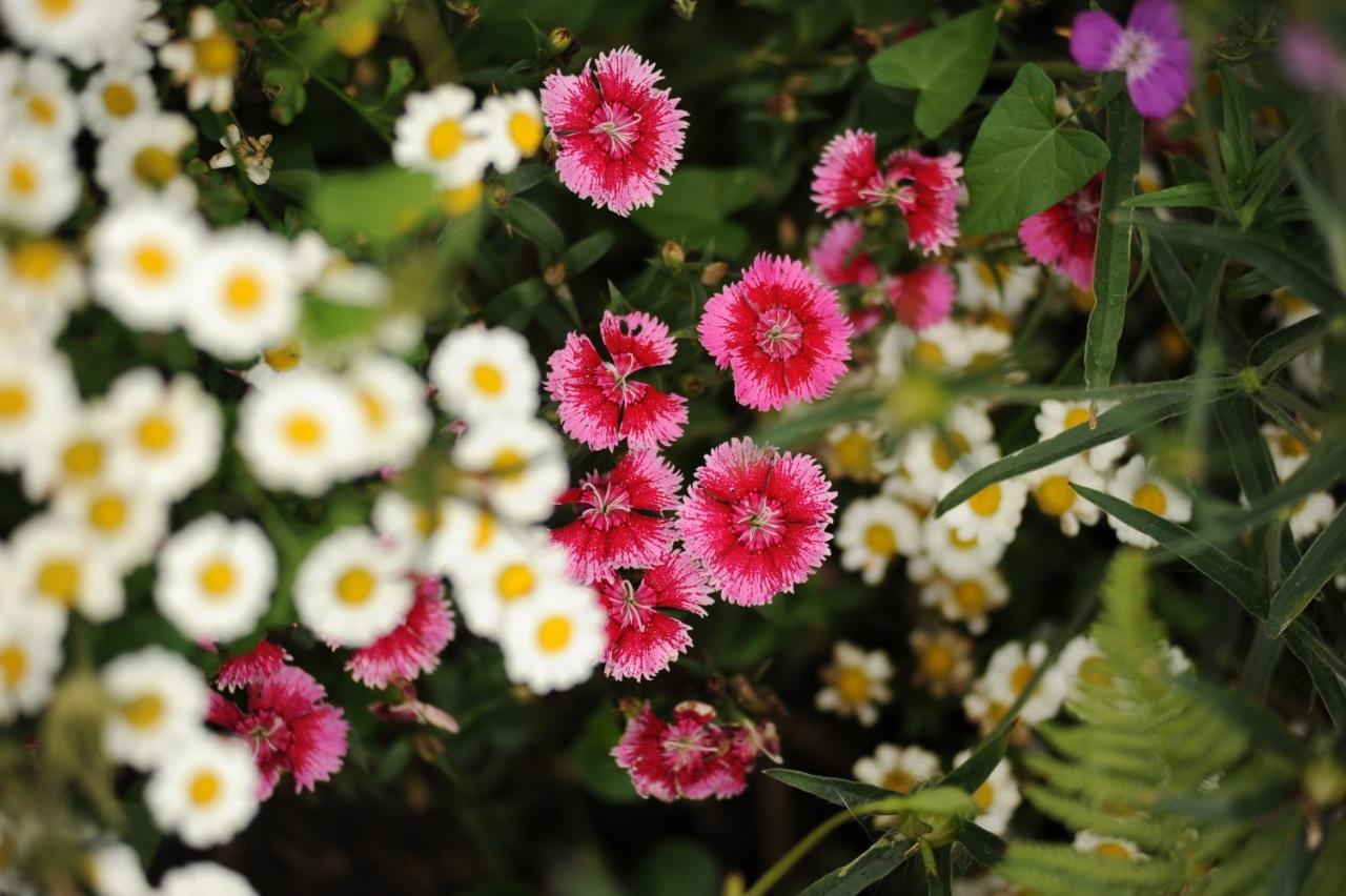 Bed and Breakfast Rose Farm Honiton Exteriér fotografie