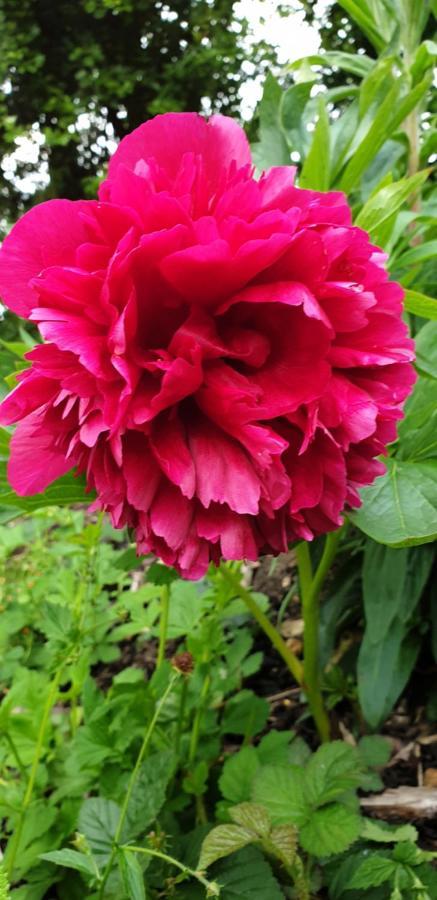Bed and Breakfast Rose Farm Honiton Exteriér fotografie
