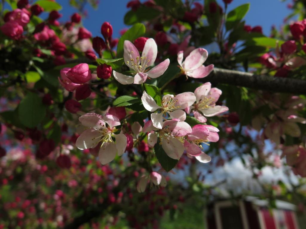 Bed and Breakfast Rose Farm Honiton Exteriér fotografie