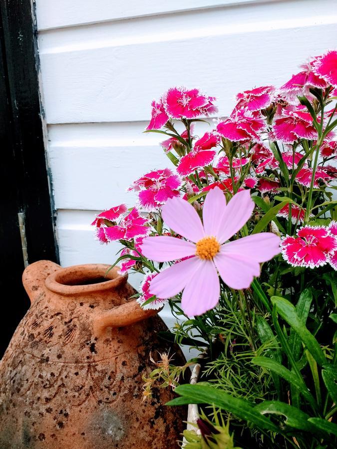 Bed and Breakfast Rose Farm Honiton Exteriér fotografie